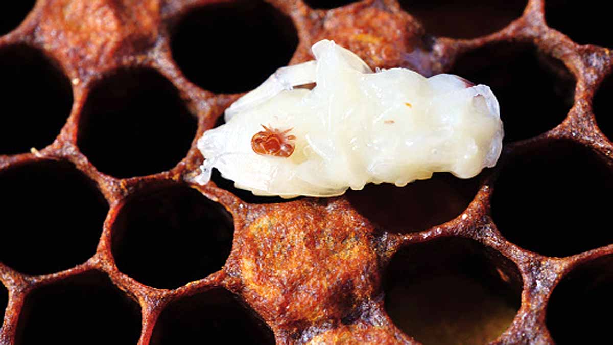 Trojan Horse Virus Honeybee