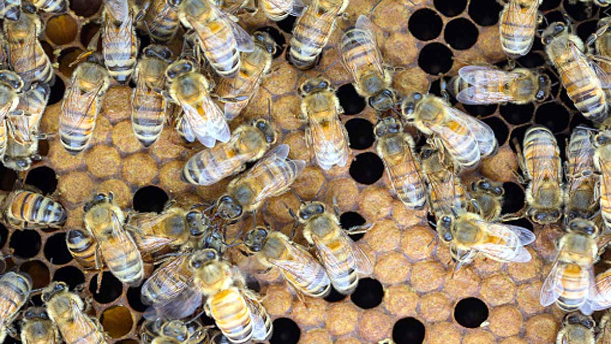 Trojan Horse Virus Honeybee