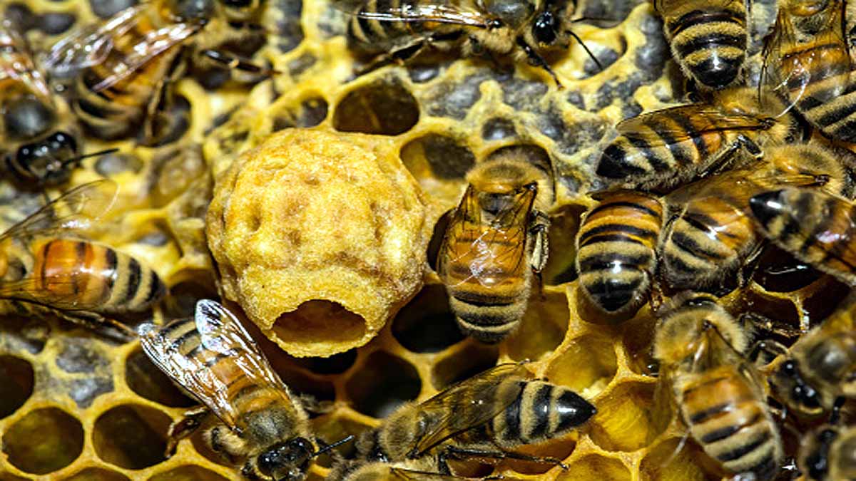 Trojan Horse Virus Honeybee