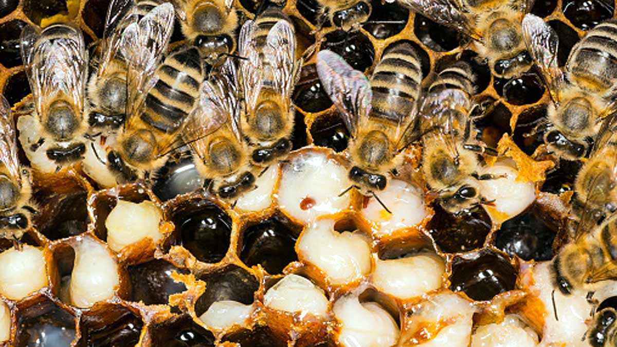 Trojan Horse Virus Honeybee