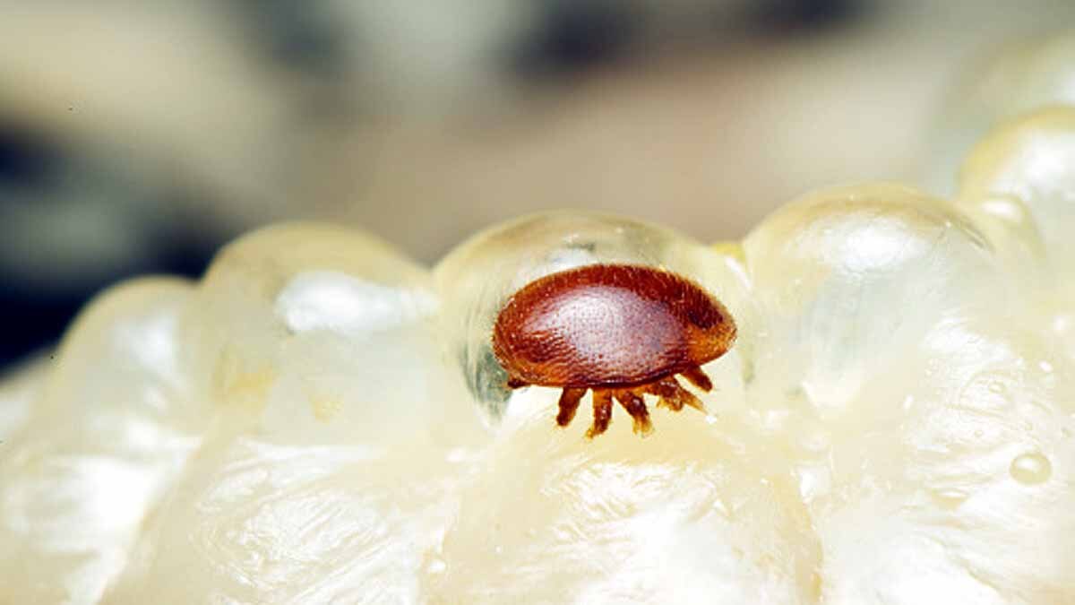 Trojan Horse Virus Honeybee