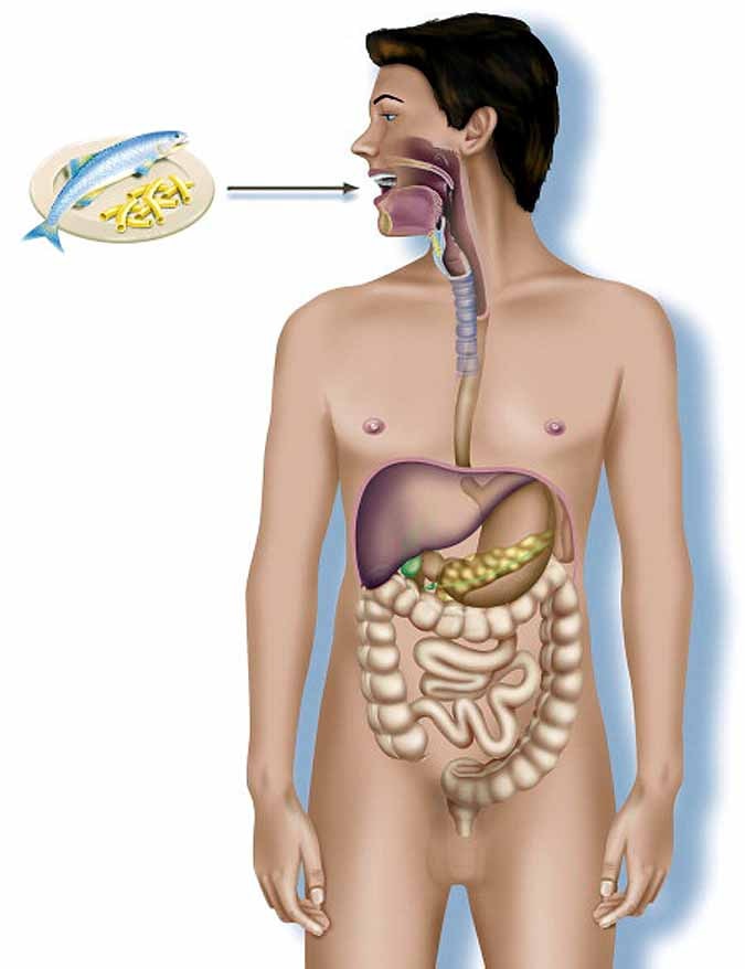 Pigs breathe oxygen via rectum