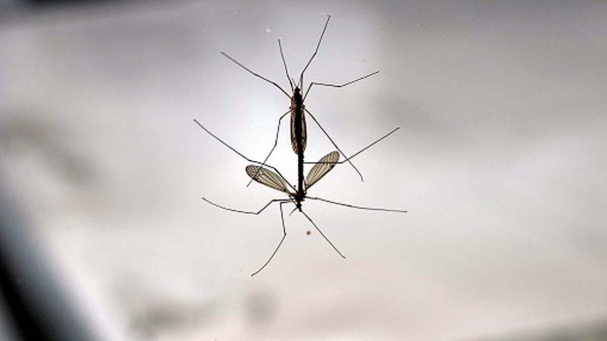 Climate Change Causes Infertility