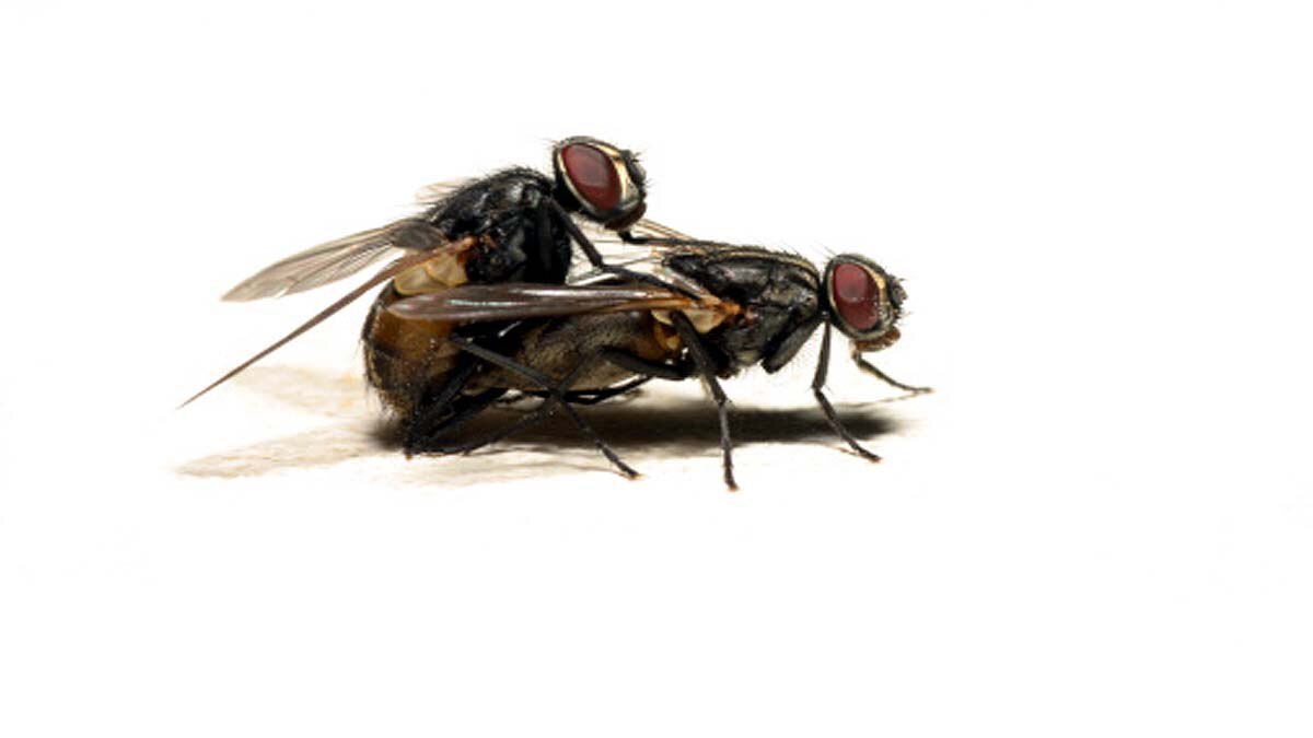 Climate Change Causes Infertility