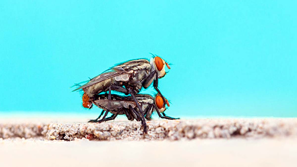 Climate Change Causes Infertility