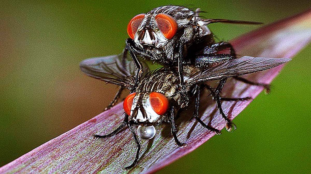 Climate Change Causes Infertility