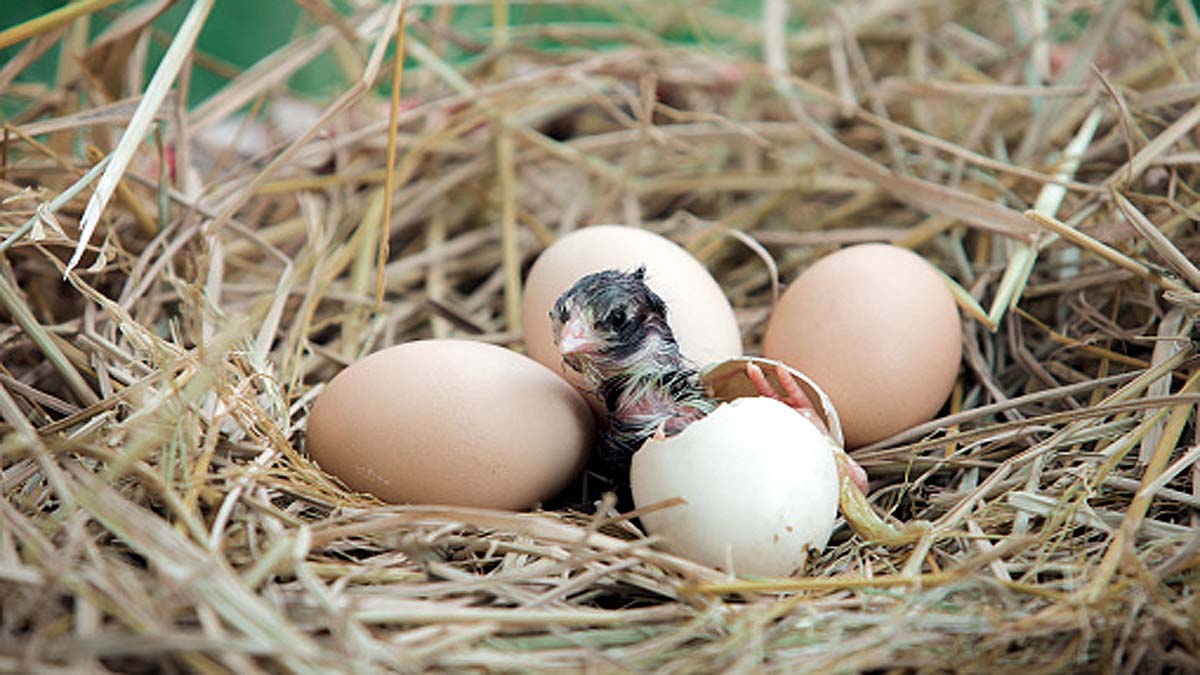 Climate Change Causes Infertility