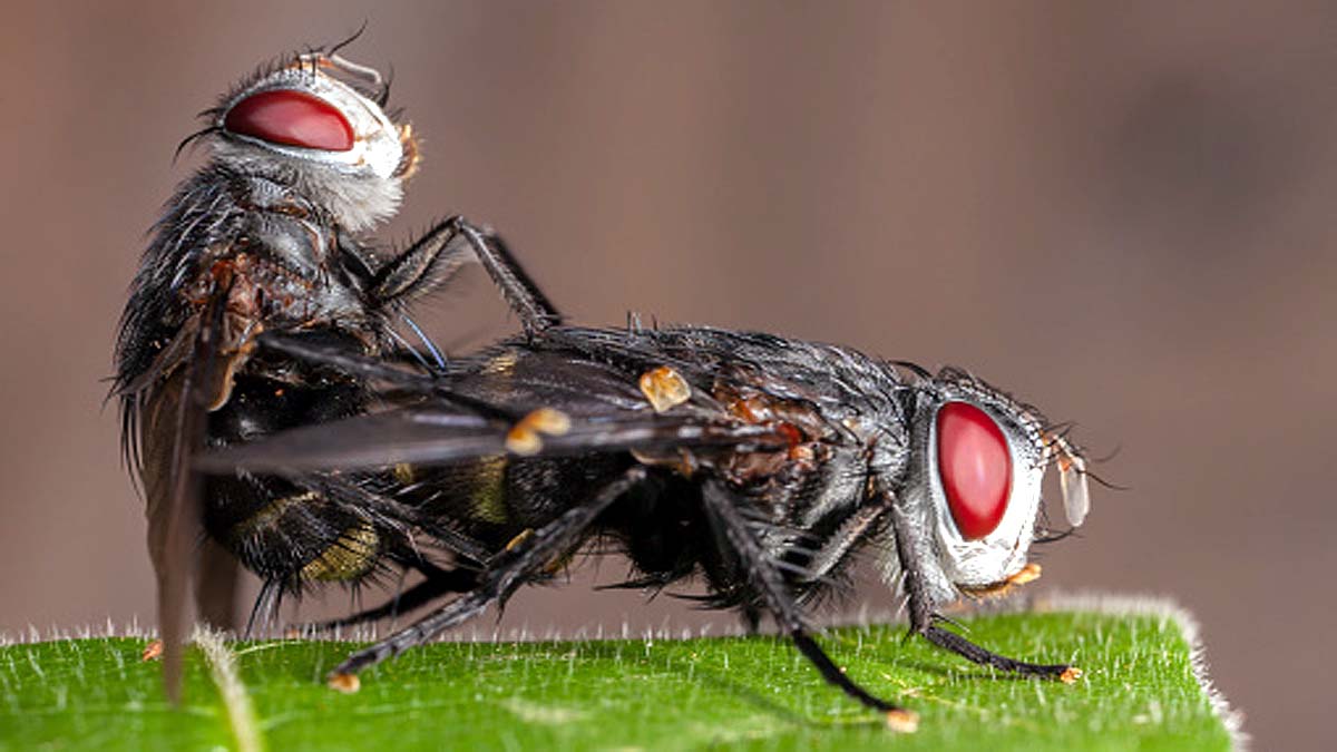 Climate Change Causes Infertility