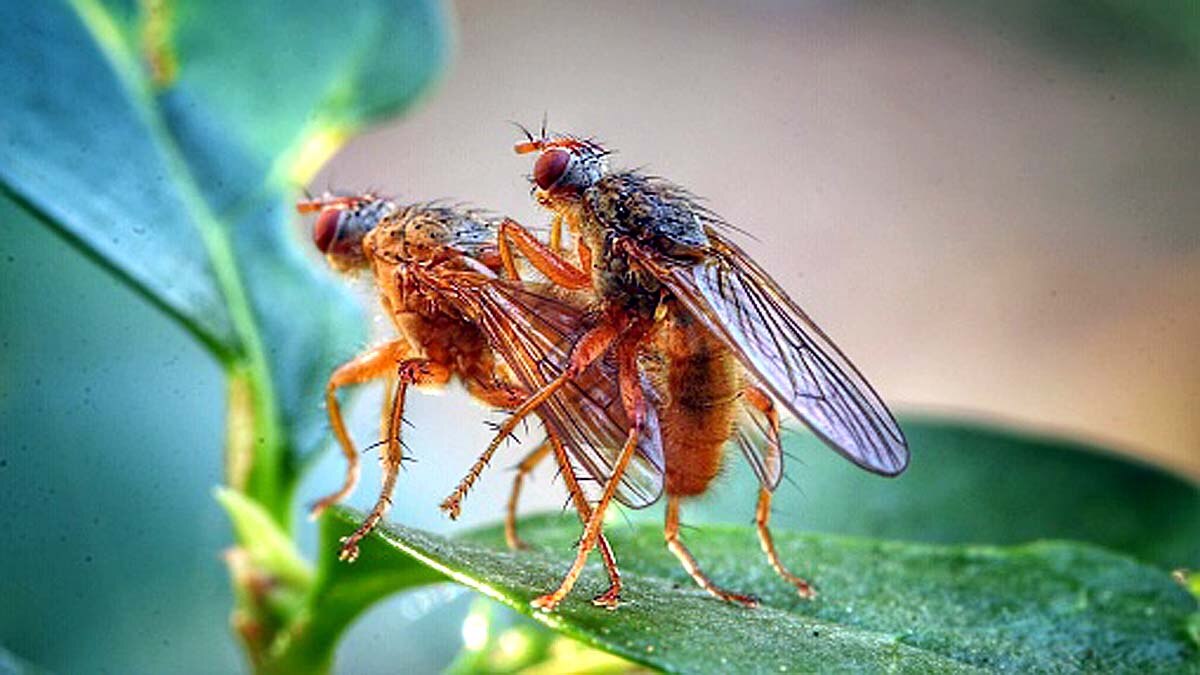 Climate Change Causes Infertility