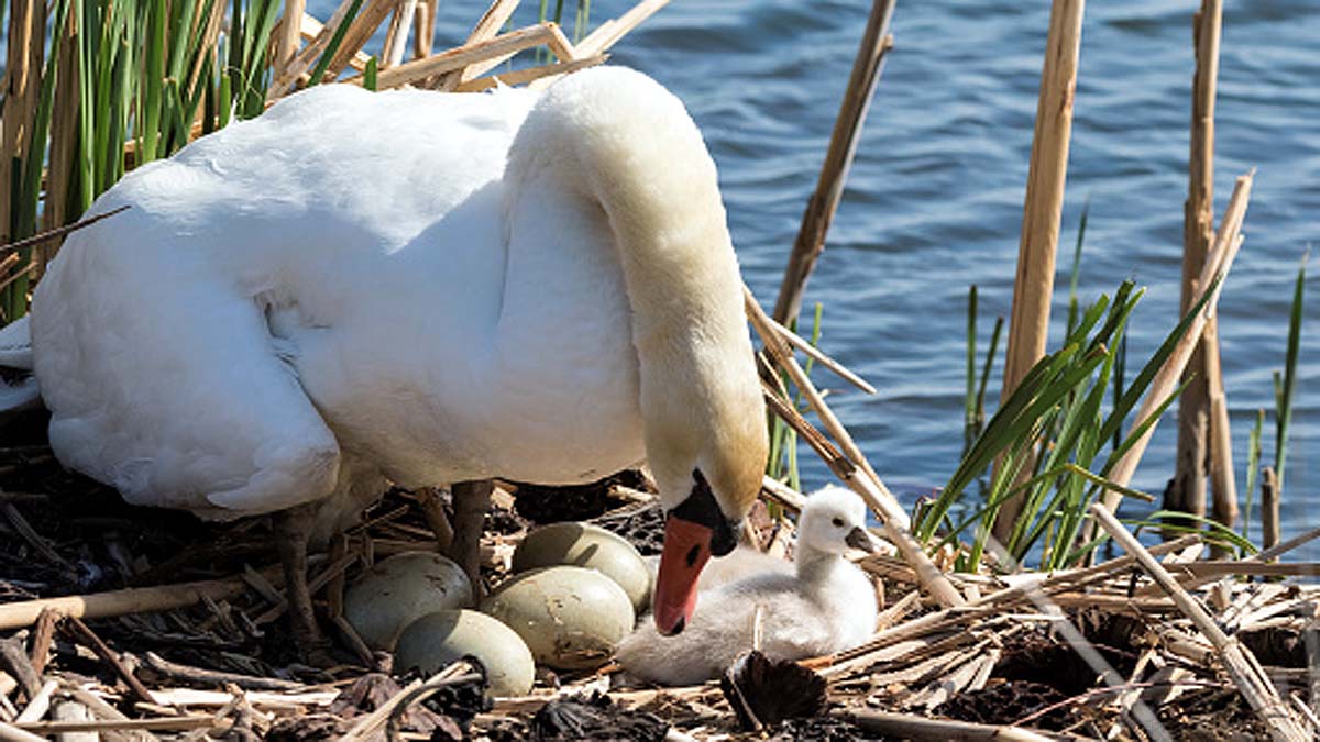 Climate Change Causes Infertility