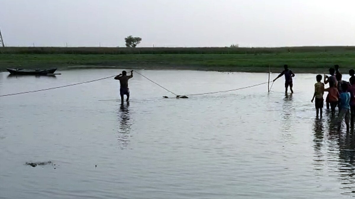 मछुआरों ने मछली मारने के लिये नदी में फेंका था जाल, फंस गया मगरमच्छ