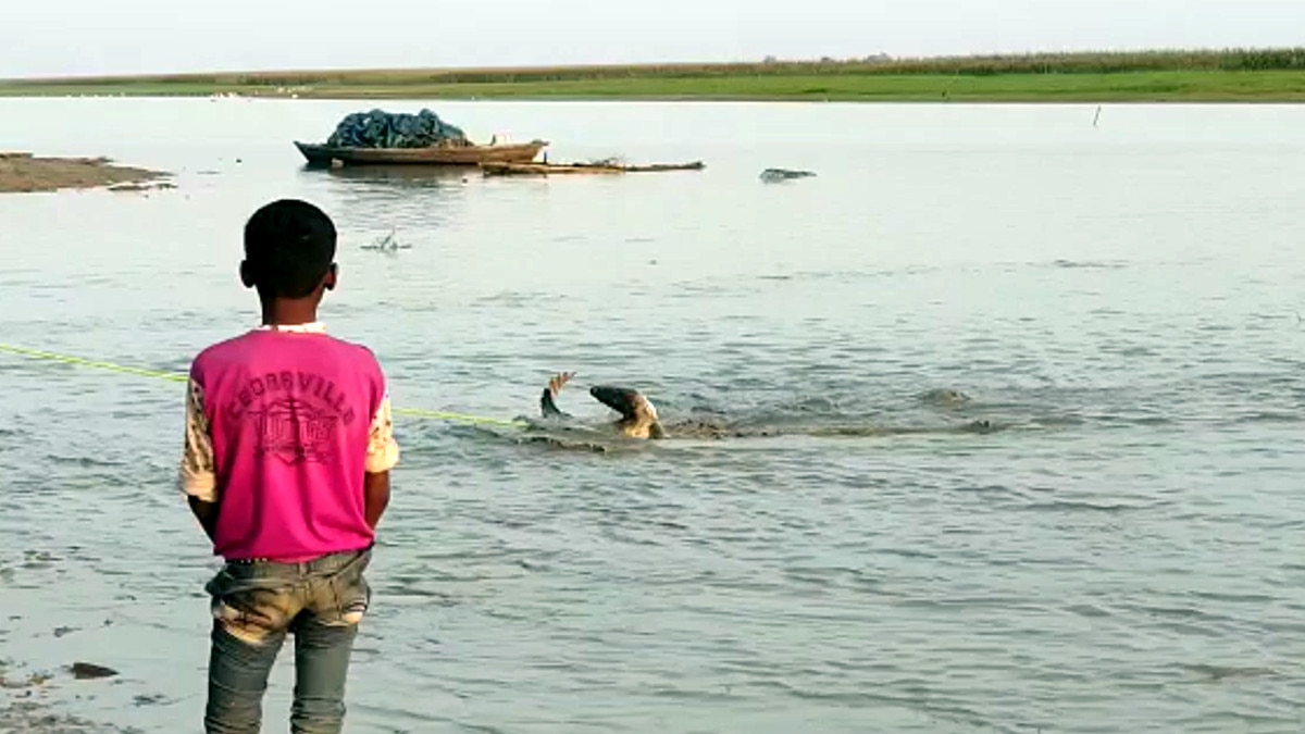 मछुआरों ने मछली मारने के लिये नदी में फेंका था जाल, फंस गया मगरमच्छ