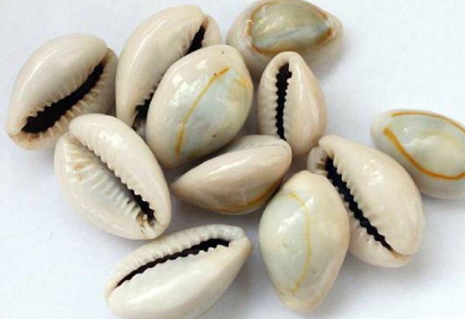 कौड़ियां