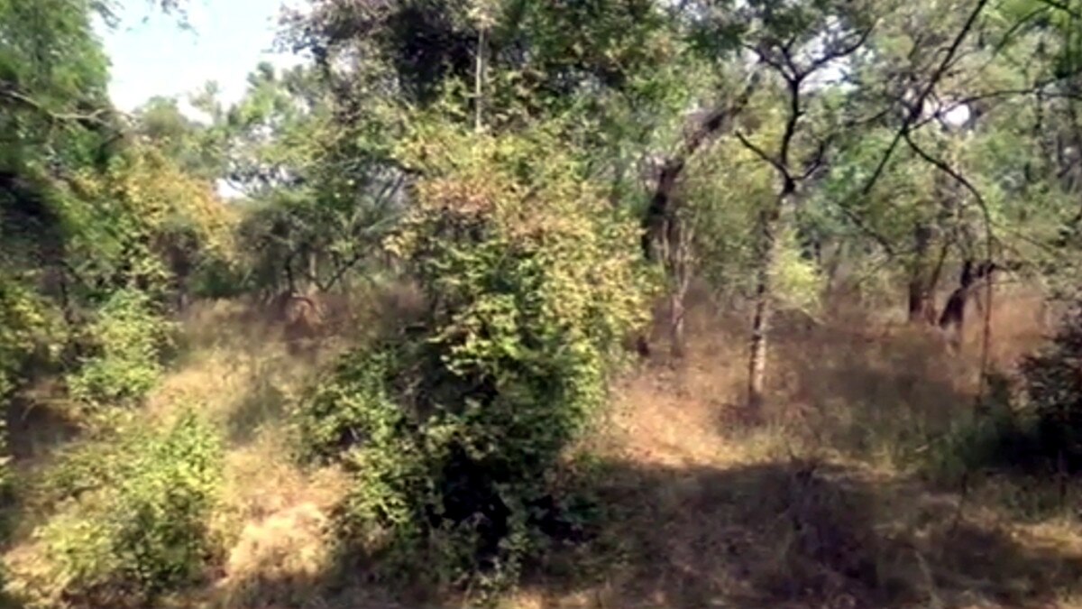  कूनो नेशनल पार्क में अफ्रीकी चीते