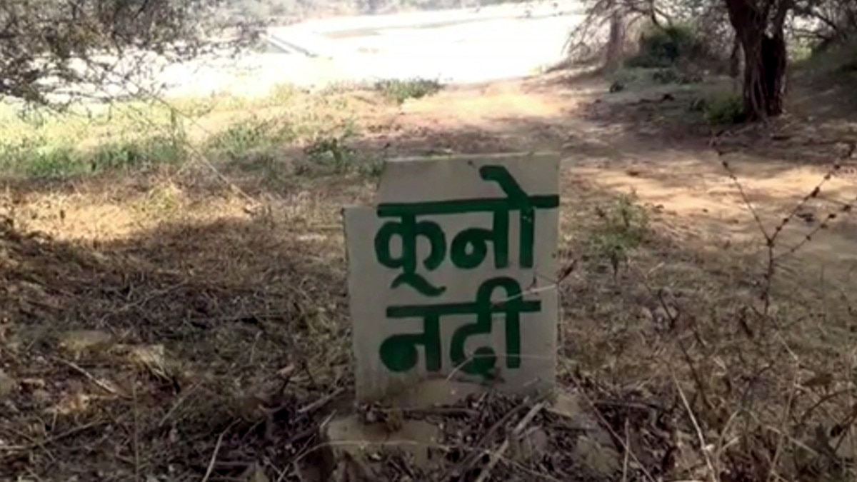  कूनो नेशनल पार्क में अफ्रीकी चीते