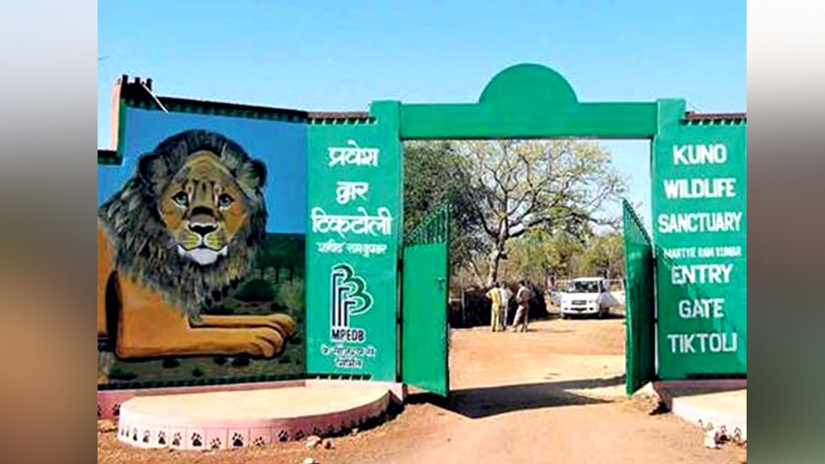  कूनो नेशनल पार्क में अफ्रीकी चीते