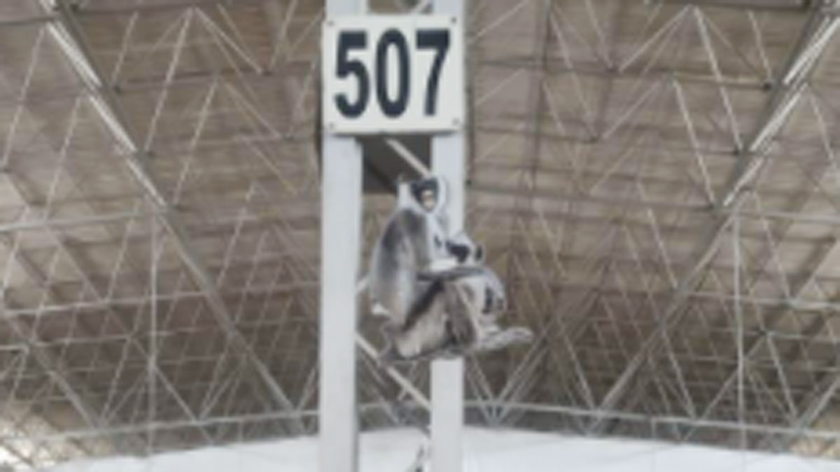 बंदरों को भगाने के लिए लगाया गया लंगूरों का कट आउट