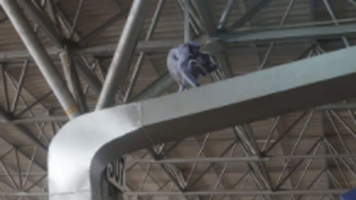  बंदरों को भगाने के लिए लगाया गया लंगूरों का कट आउट