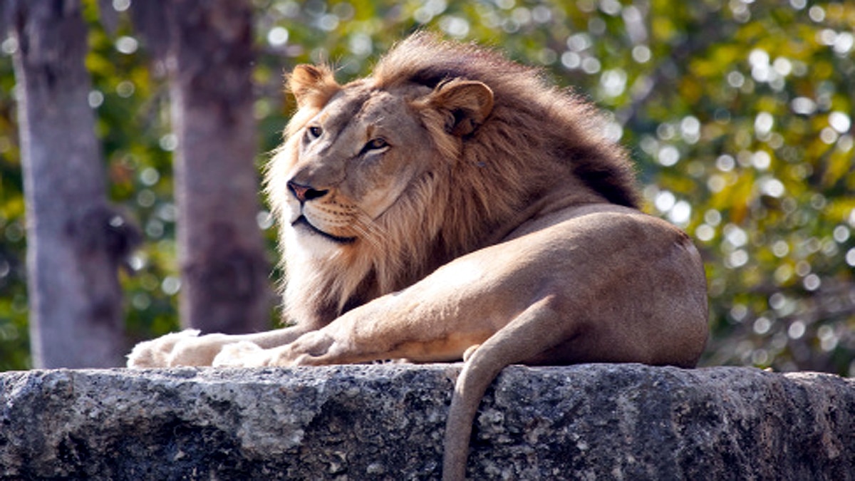 How Animals Covid-19 Testing Done