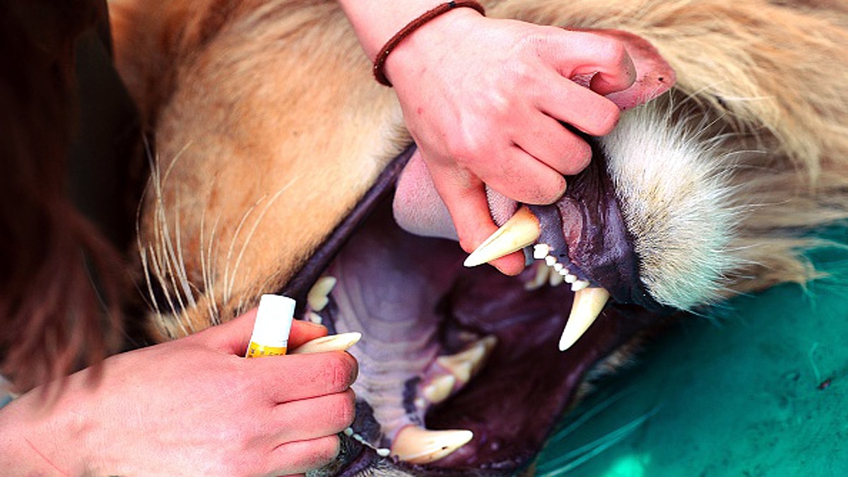 How Animals Covid-19 Testing Done