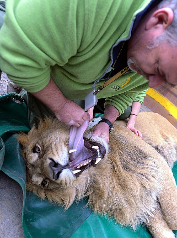 How Animals Covid-19 Testing Done