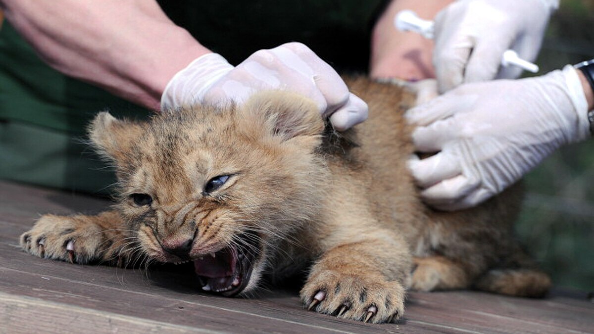 How Animals Covid-19 Testing Done