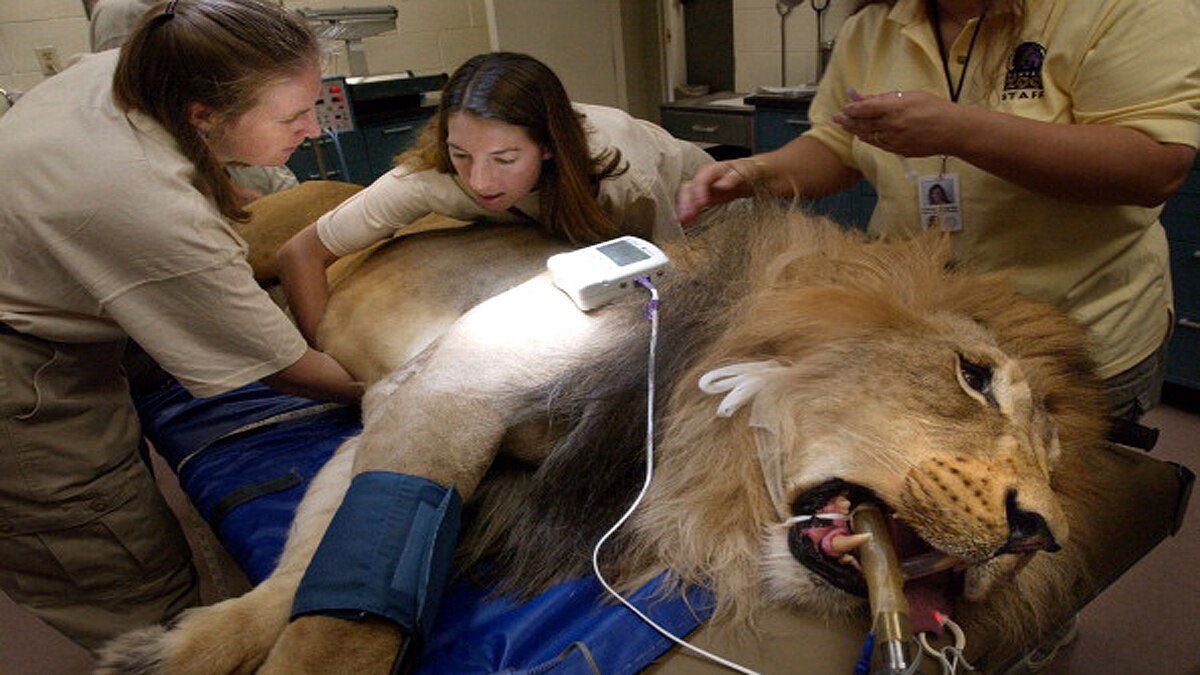 How Animals Covid-19 Testing Done