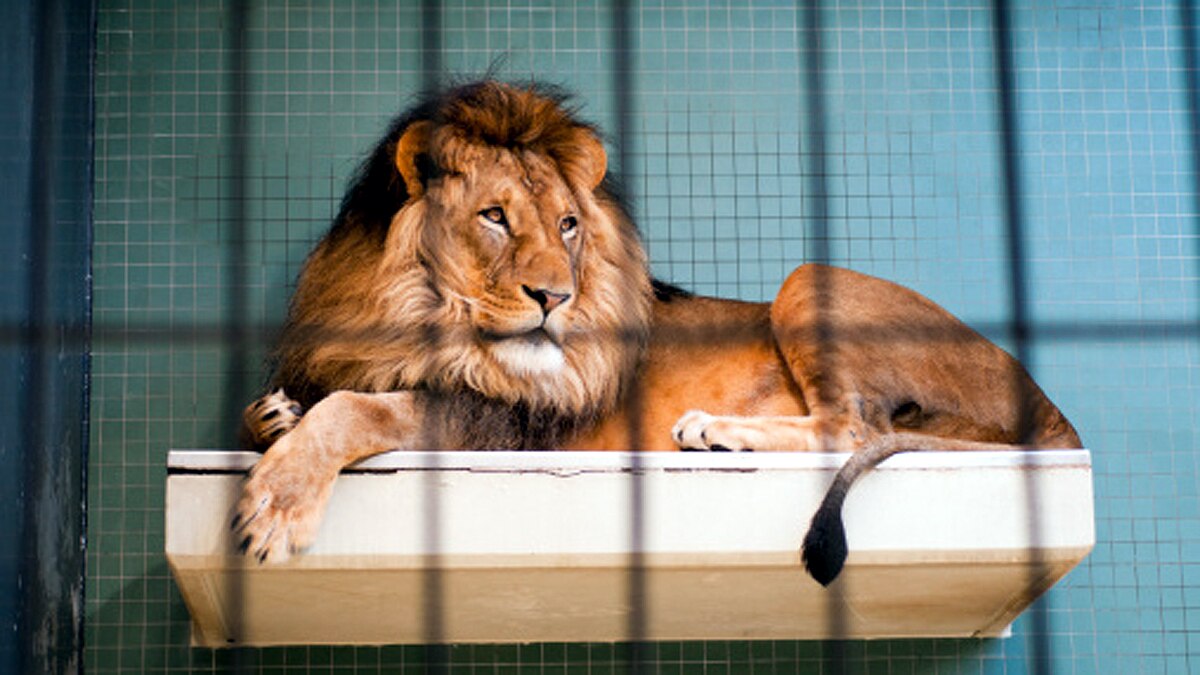 How Animals Covid-19 Testing Done