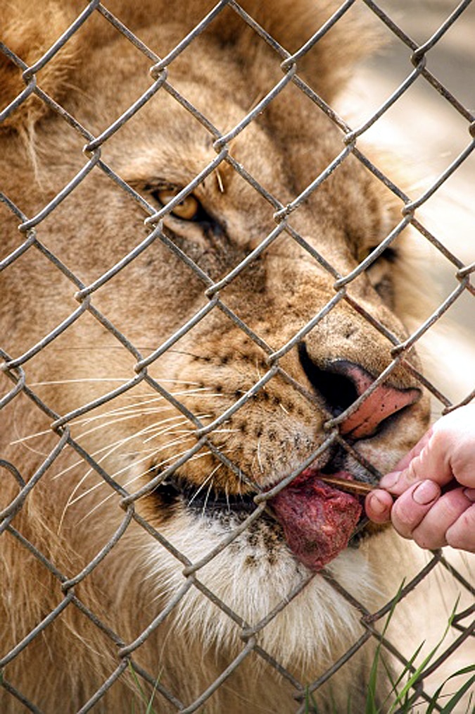 How Animals Covid-19 Testing Done