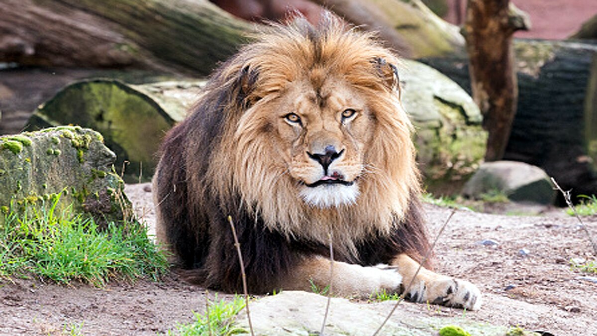 How Animals Covid-19 Testing Done