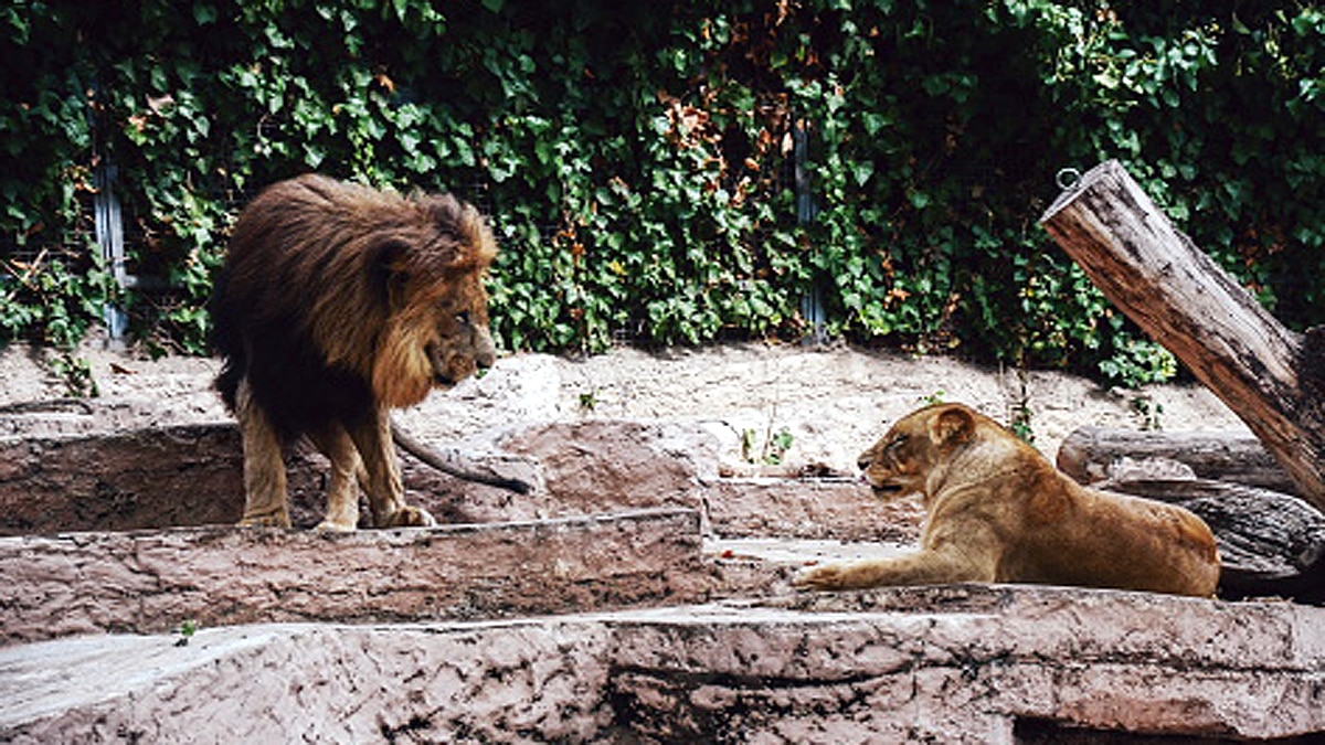 How Animals Covid-19 Testing Done