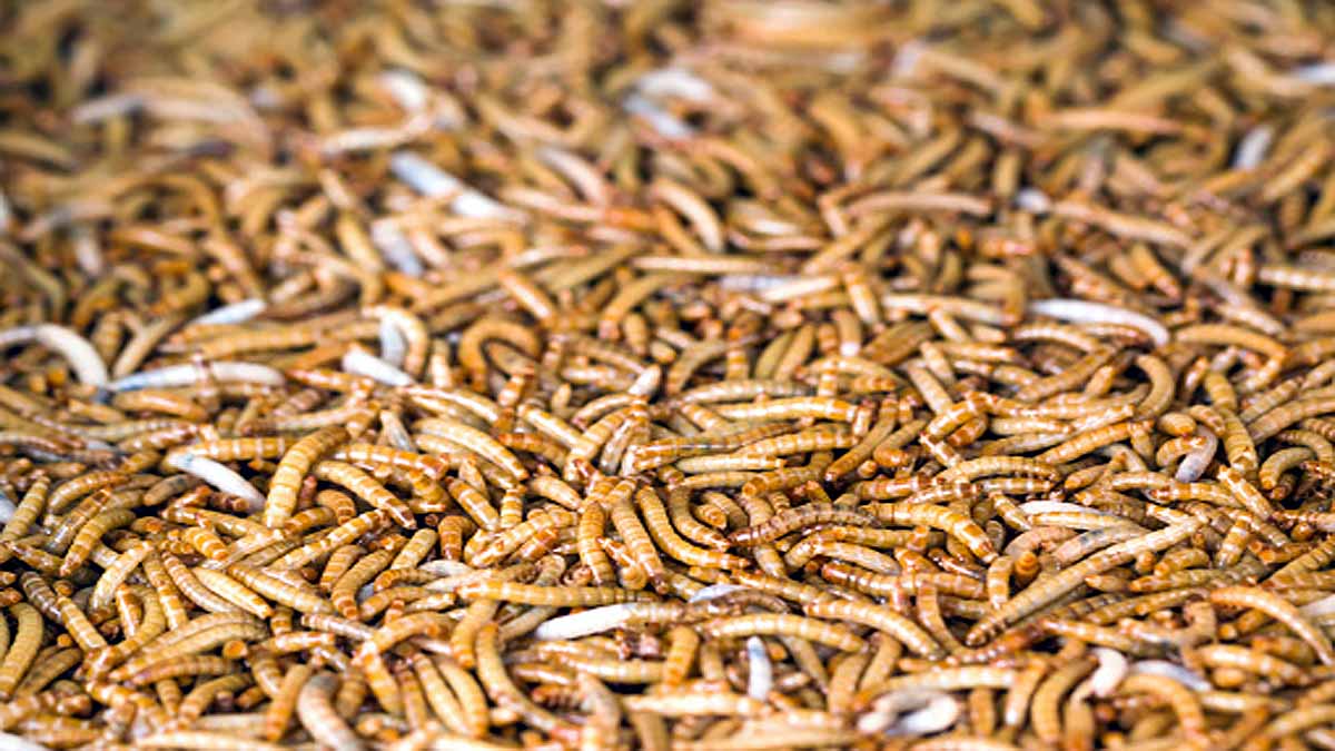 Maggots & Algae Future Food