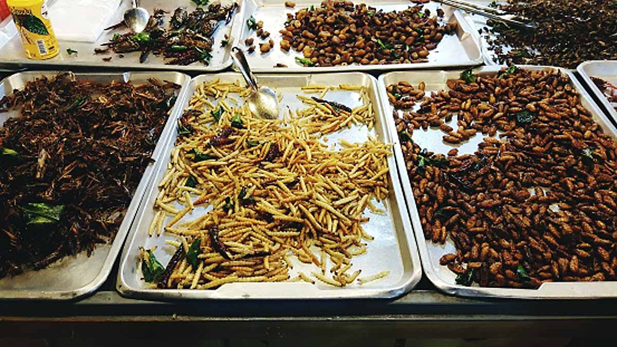 Maggots & Algae Future Food