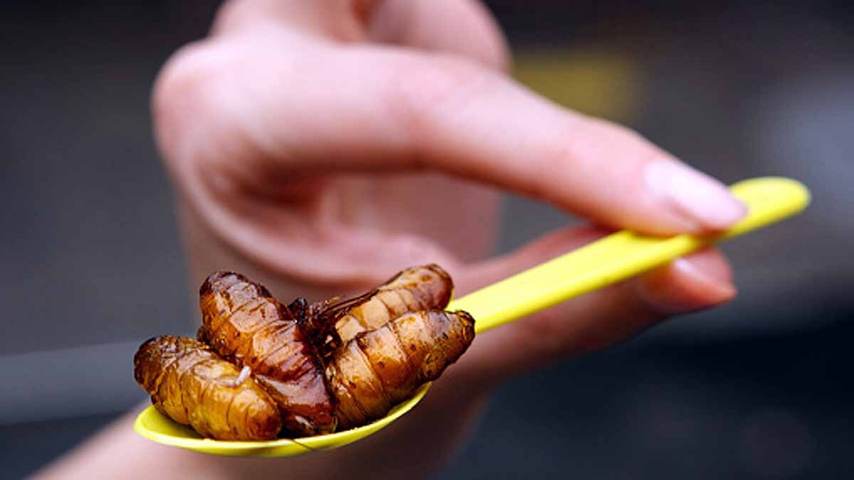 Maggots & Algae Future Food