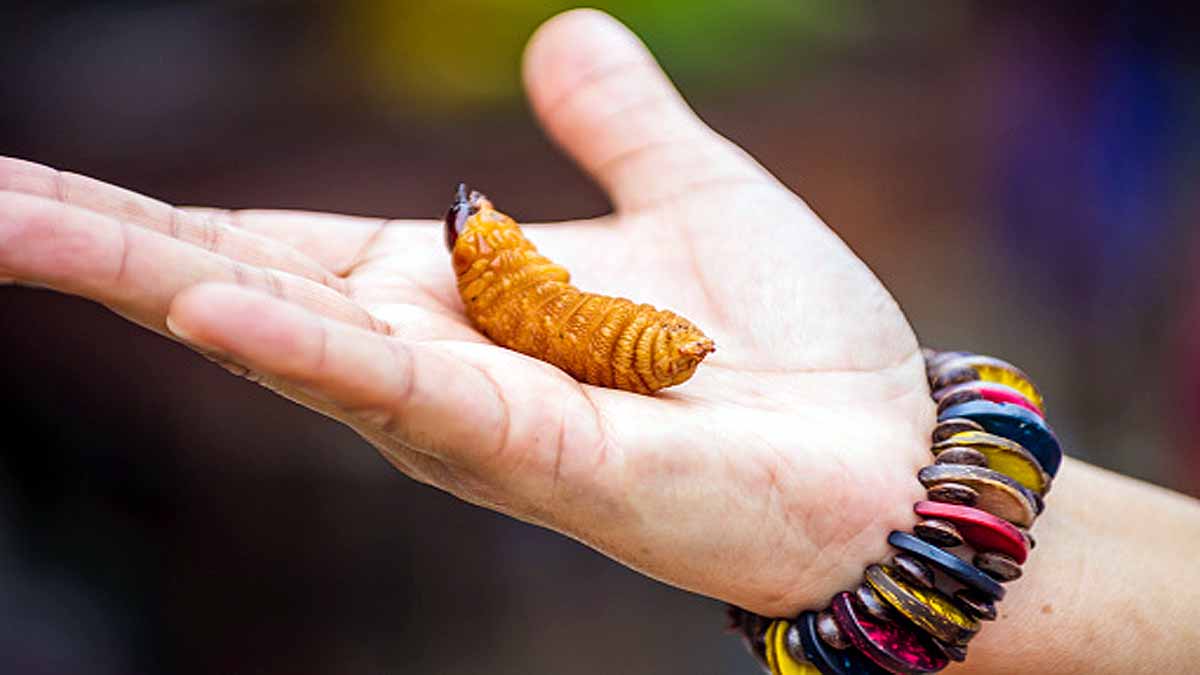 Maggots & Algae Future Food