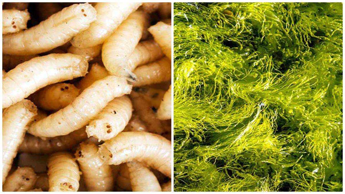 Maggots & Algae Future Food
