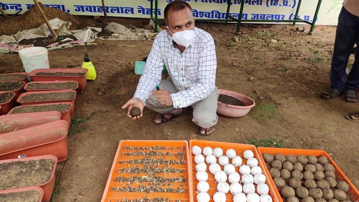 बीज बम से लौटेगी धरती की हरियाली