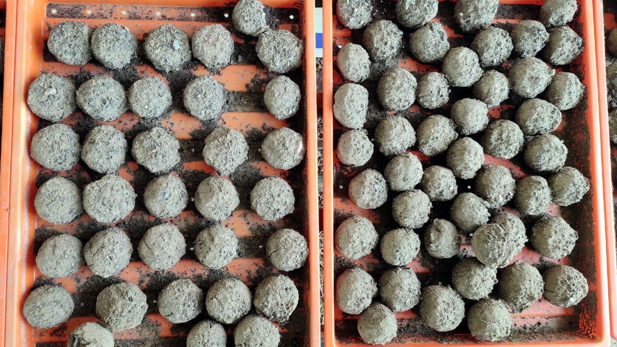 बीज बम से लौटेगी धरती की हरियाली