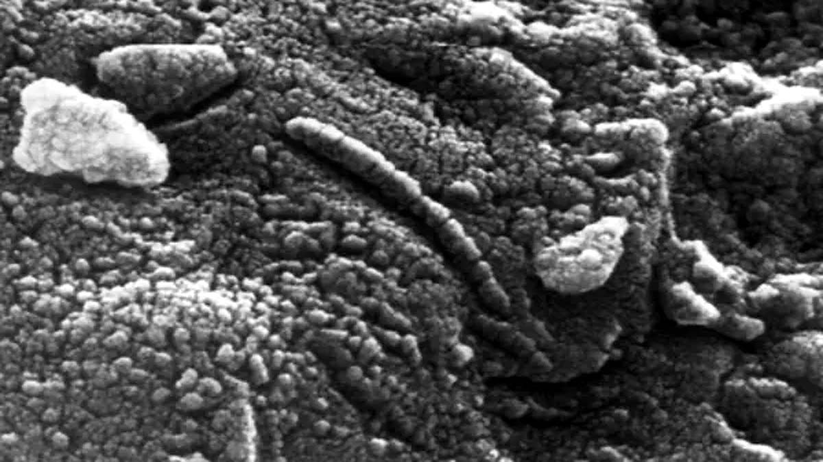 Mushrooms on Mars Alien Life