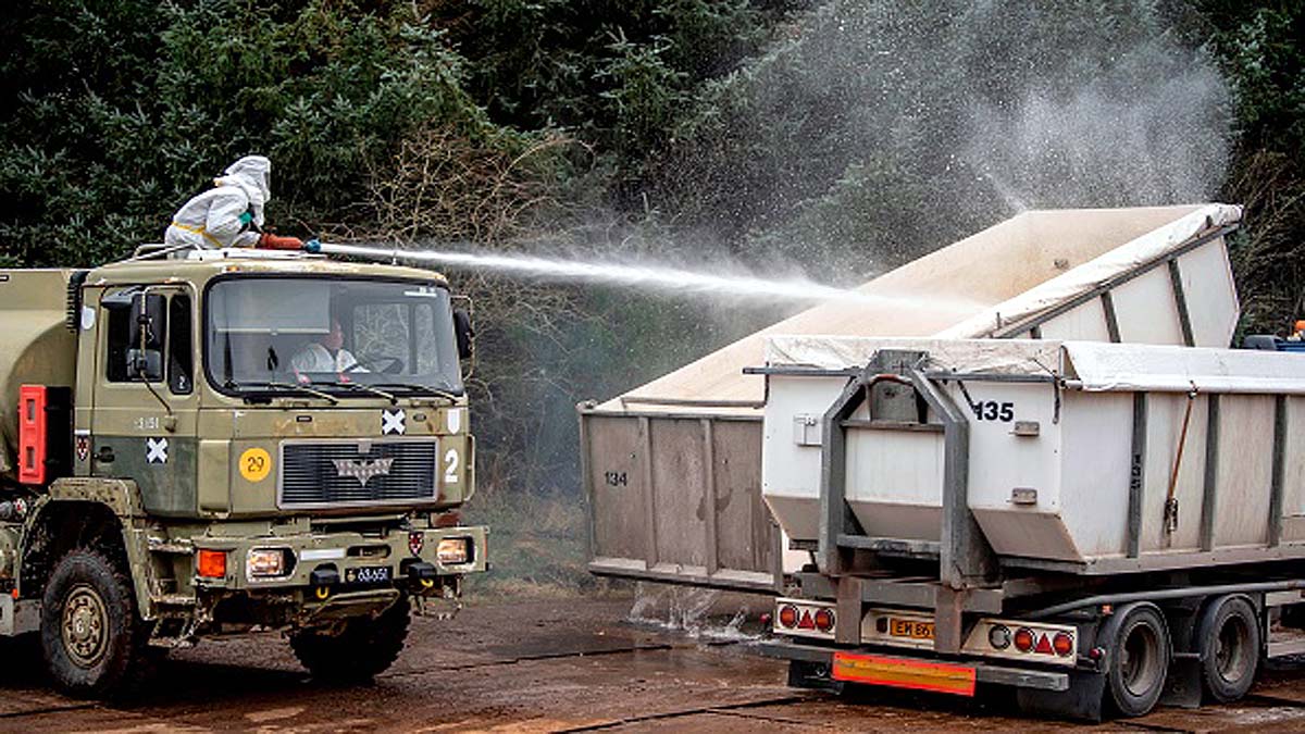 Mink rising from Mass Graves