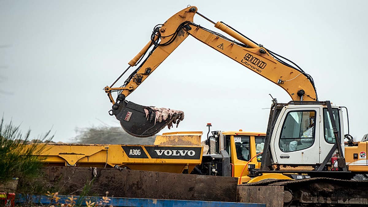 Mink rising from Mass Graves