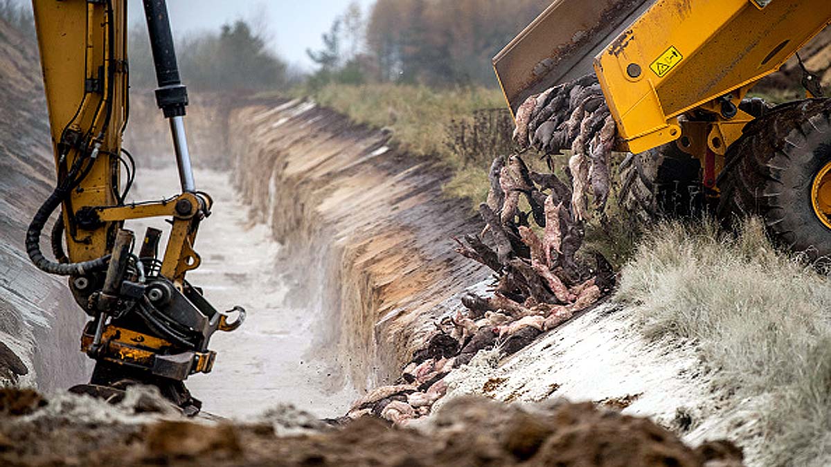 Mink rising from Mass Graves