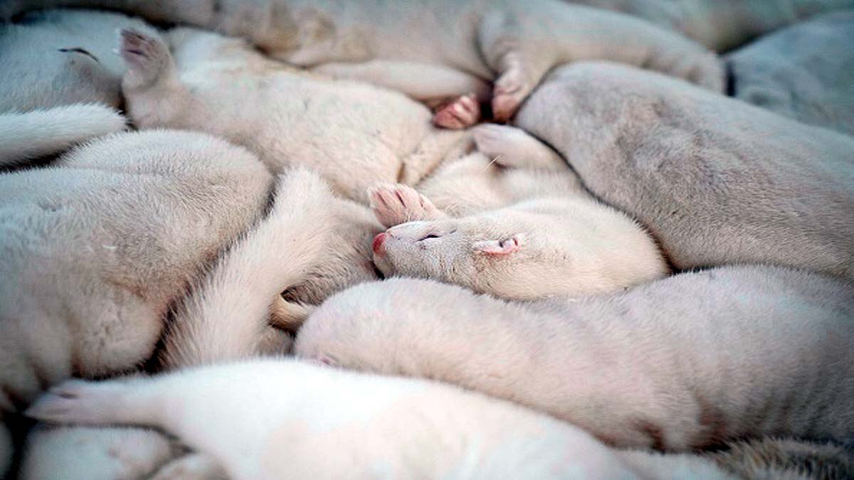 Mink rising from Mass Graves