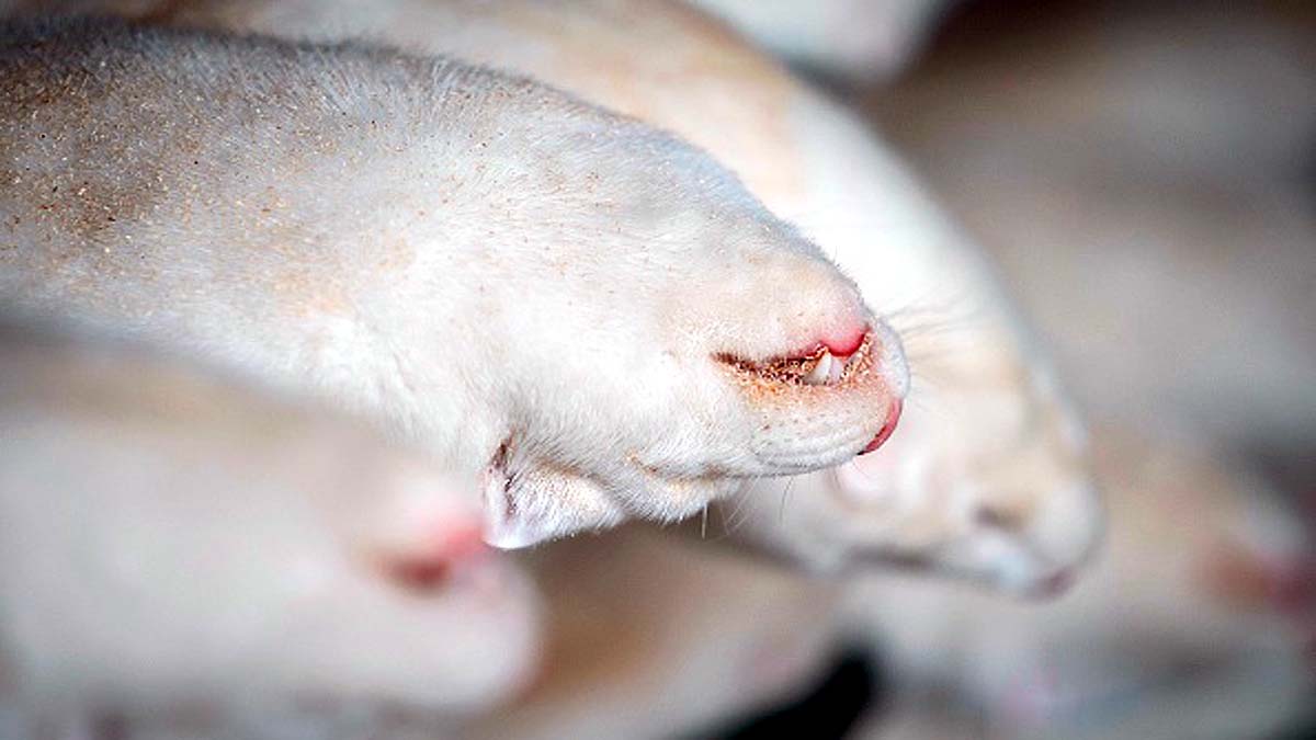 Mink rising from Mass Graves