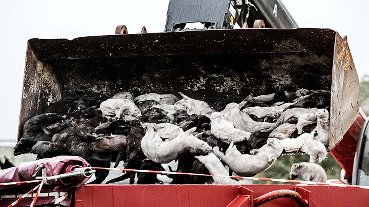 Mink rising from Mass Graves
