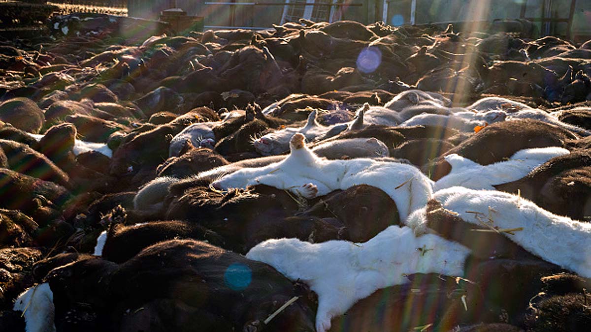 Mink rising from Mass Graves