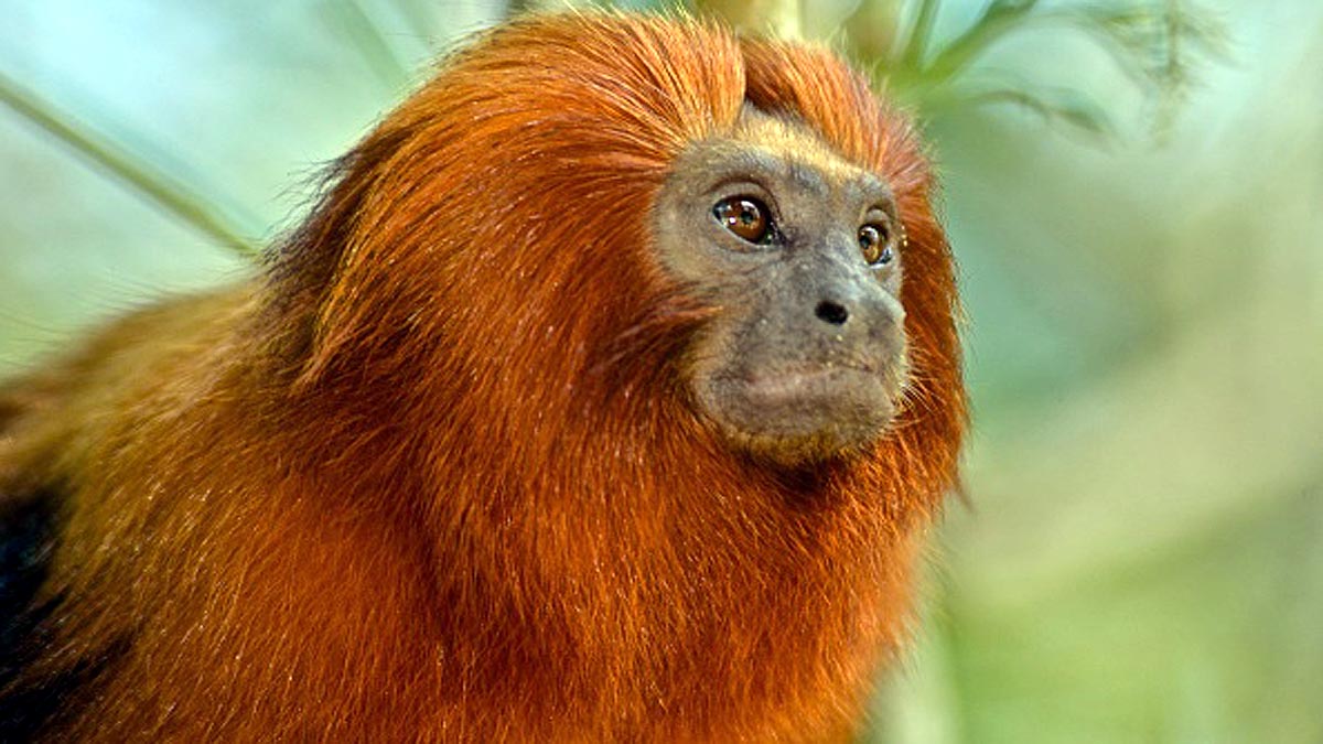 Scientist found Next pandemic