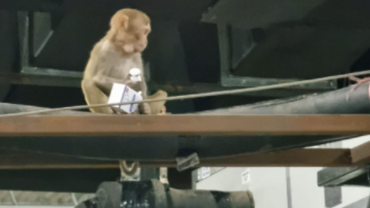 बंदरों को भगाने के लिए लगाया गया लंगूरों का कट आउट