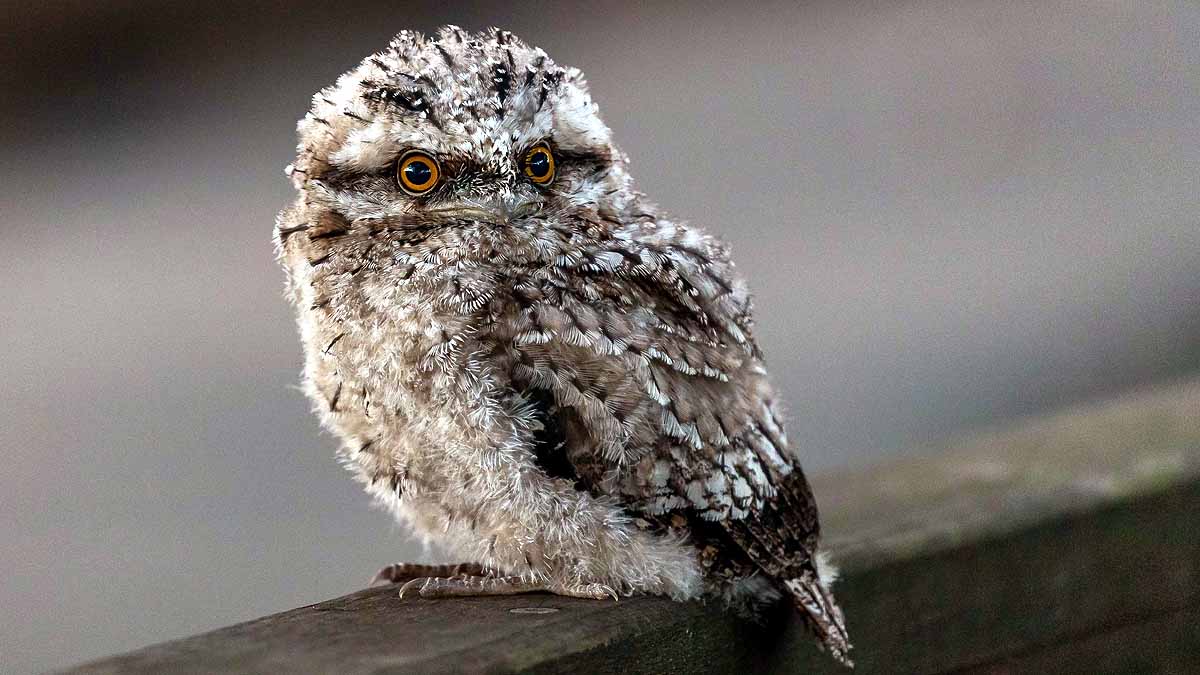 most Instagrammable bird on Earth