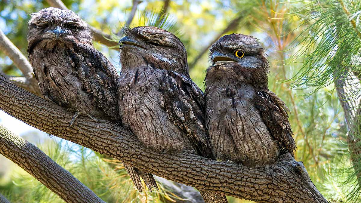 most Instagrammable bird on Earth